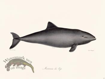 Cuvier 427 Marsoun Of Cape